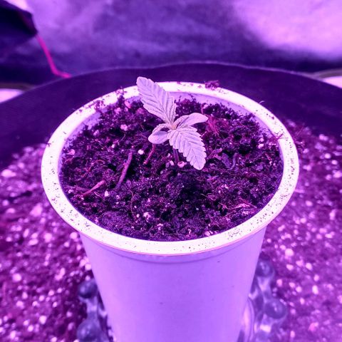 Green crack punch growlog timeline photo