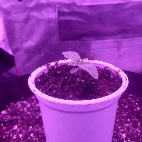 Green crack punch growlog timeline photo