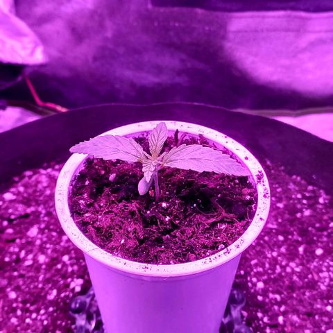 Green crack punch growlog timeline photo