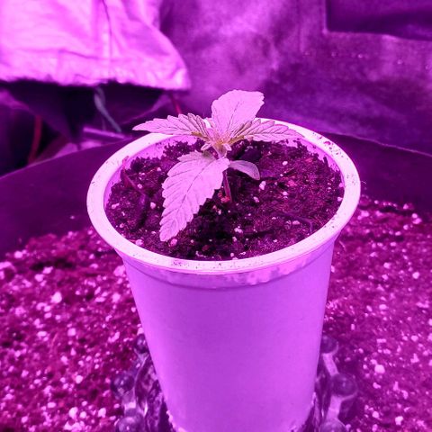 Green crack punch growlog timeline photo