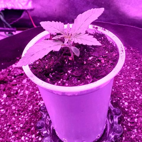 Green crack punch growlog timeline photo