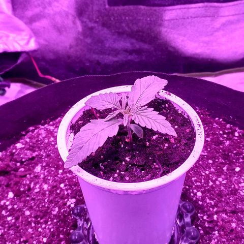 Green crack punch growlog timeline photo