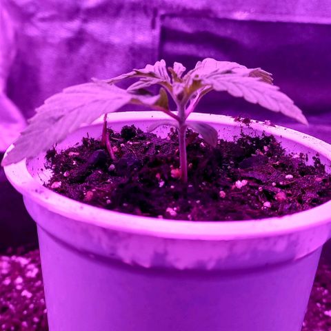 Green crack punch growlog timeline photo