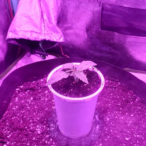 Green crack punch growlog timeline photo
