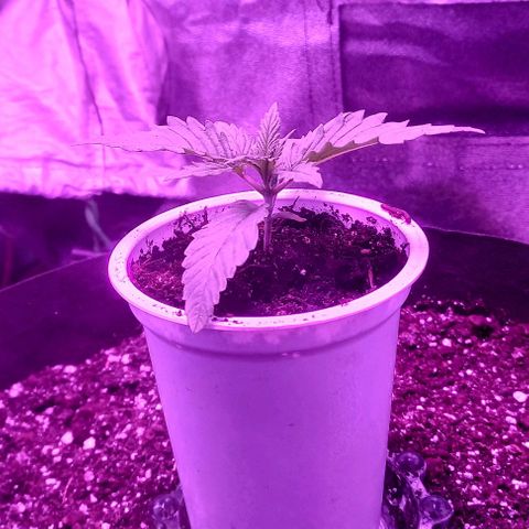 Green crack punch growlog timeline photo