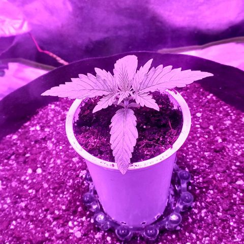 Green crack punch growlog timeline photo