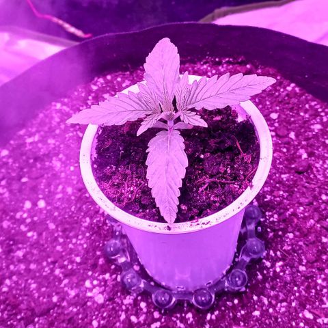 Green crack punch growlog timeline photo