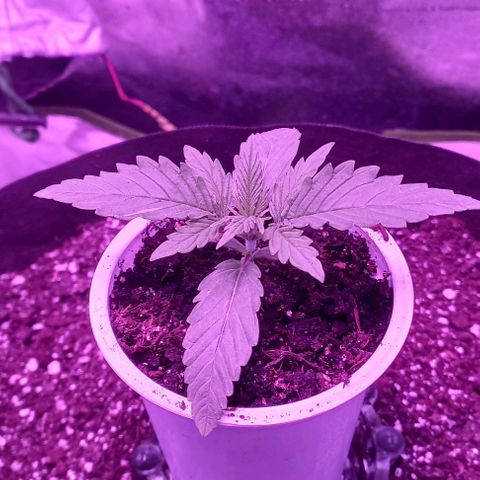 Green crack punch growlog timeline photo
