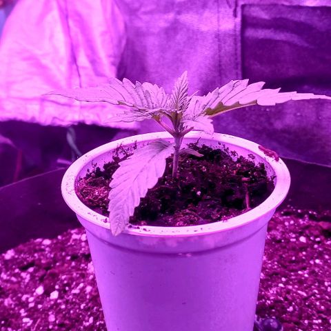 Green crack punch growlog timeline photo