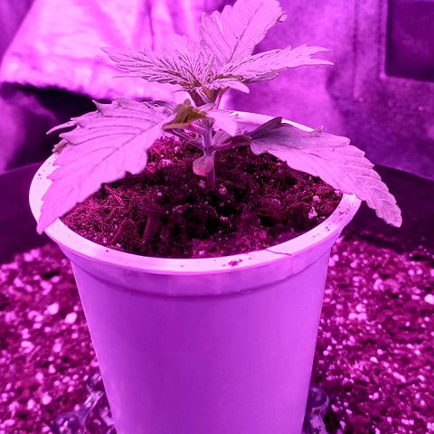 Green crack punch growlog timeline photo