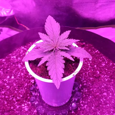 Green crack punch growlog timeline photo