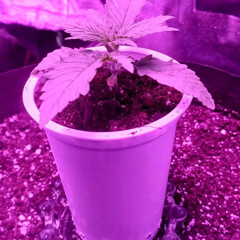 Green crack punch growlog timeline photo