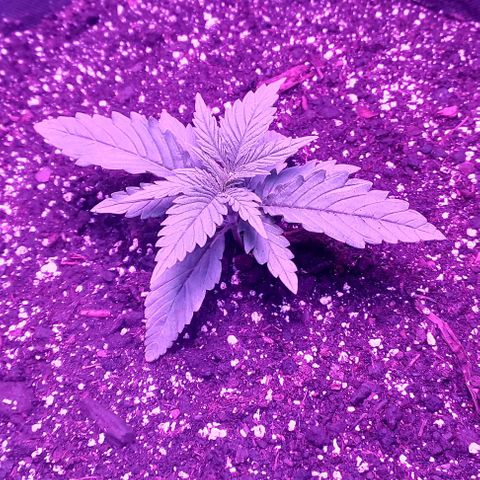 Green crack punch growlog timeline photo