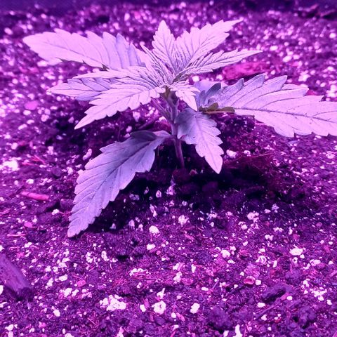 Green crack punch growlog timeline photo