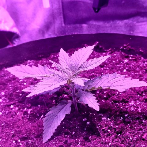 Green crack punch growlog timeline photo