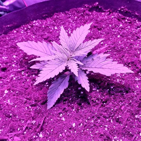 Green crack punch growlog timeline photo
