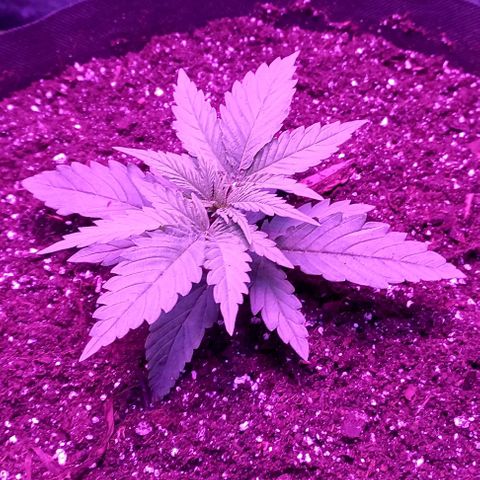 Green crack punch growlog timeline photo