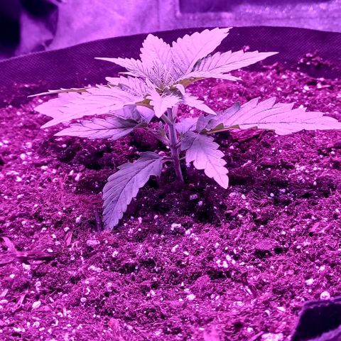Green crack punch growlog timeline photo