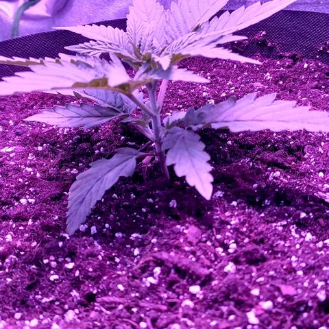 Green crack punch growlog timeline photo
