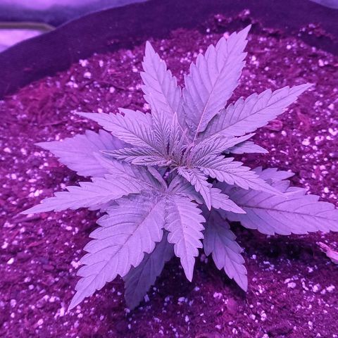 Green crack punch growlog timeline photo