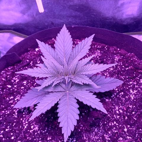 Green crack punch growlog timeline photo