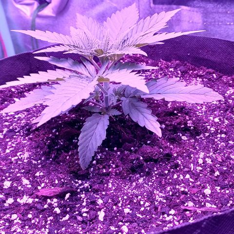 Green crack punch growlog timeline photo
