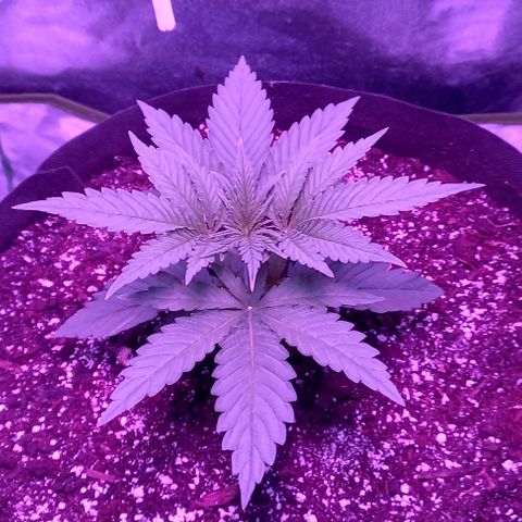 Green crack punch growlog timeline photo