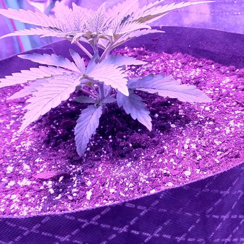 Green crack punch growlog timeline photo