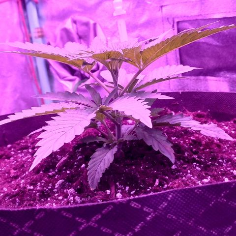 Green crack punch growlog timeline photo