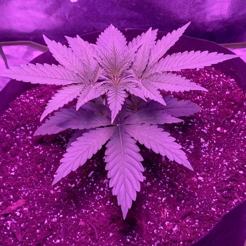Green crack punch growlog timeline photo
