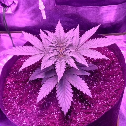 Green crack punch growlog timeline photo