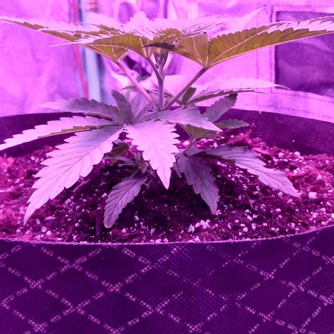 Green crack punch growlog timeline photo