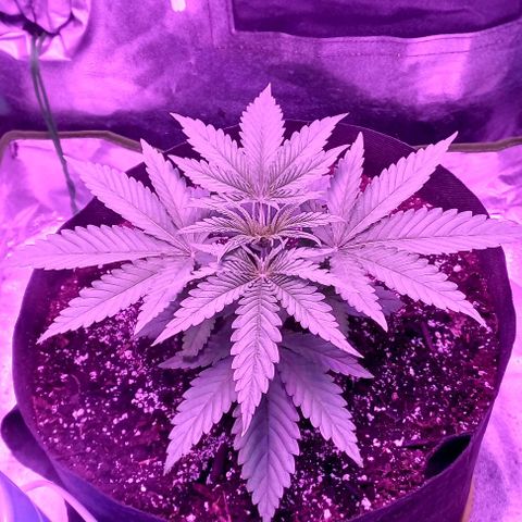 Green crack punch growlog timeline photo