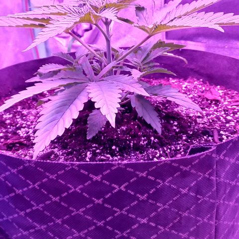 Green crack punch growlog timeline photo