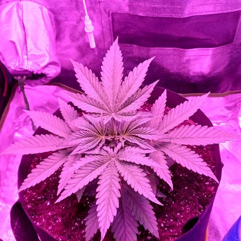 Green crack punch growlog timeline photo