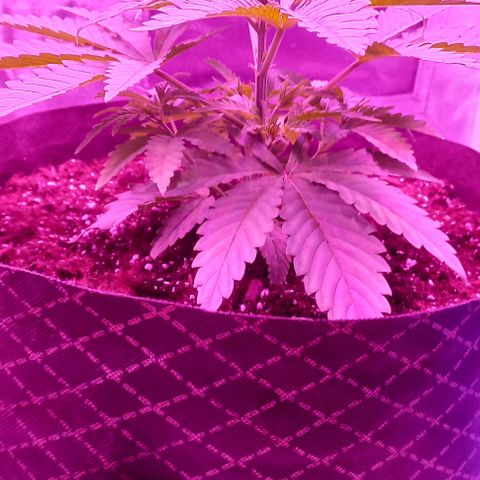 Green crack punch growlog timeline photo