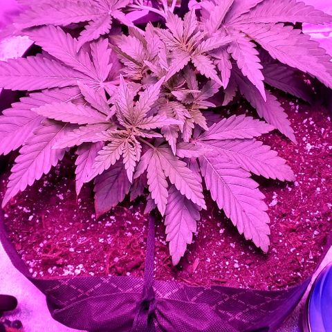 Green crack punch growlog timeline photo
