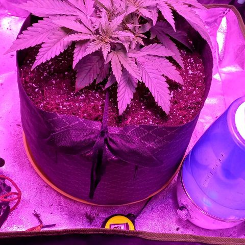 Green crack punch growlog timeline photo