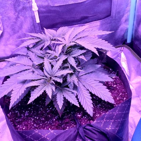 Green crack punch growlog timeline photo
