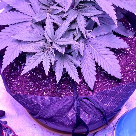 Green crack punch growlog timeline photo