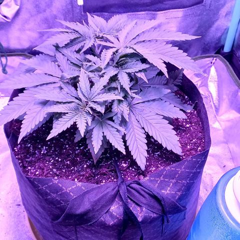 Green crack punch growlog timeline photo