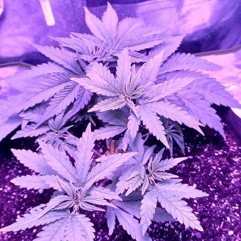 Green crack punch growlog timeline photo