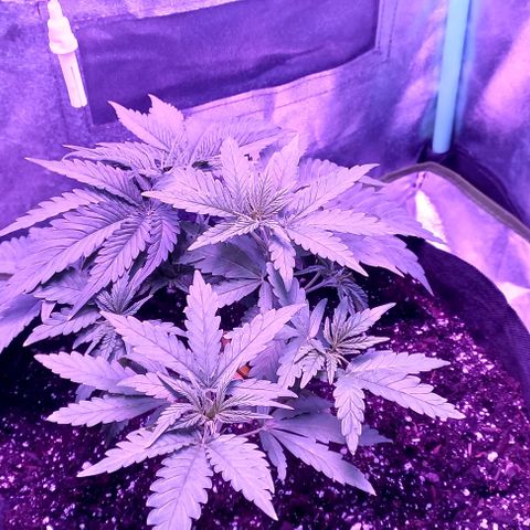 Green crack punch growlog timeline photo