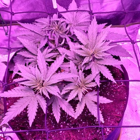 Green crack punch growlog timeline photo