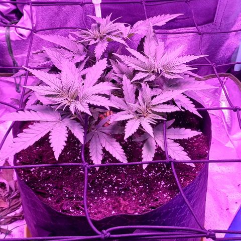 Green crack punch growlog timeline photo