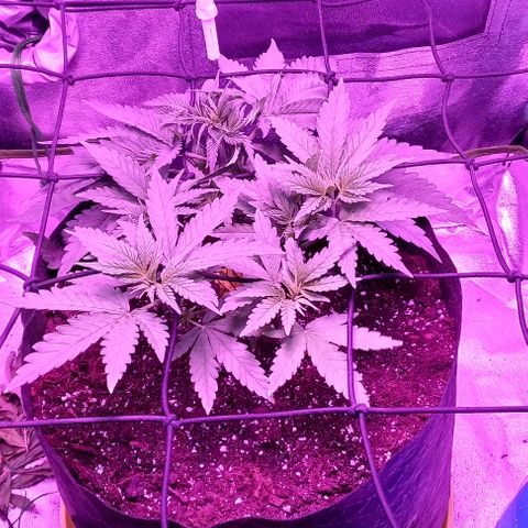 Green crack punch growlog timeline photo