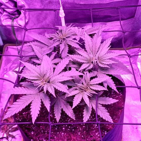 Green crack punch growlog timeline photo