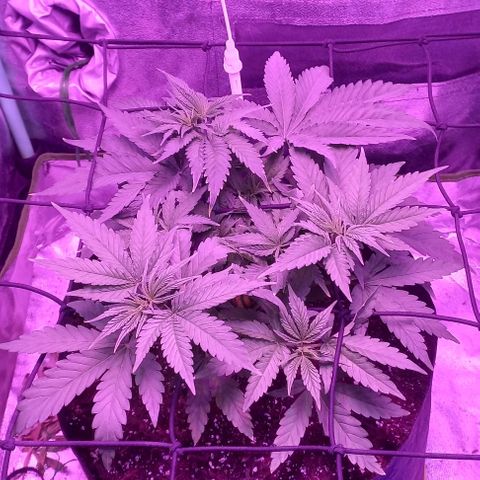 Green crack punch growlog timeline photo