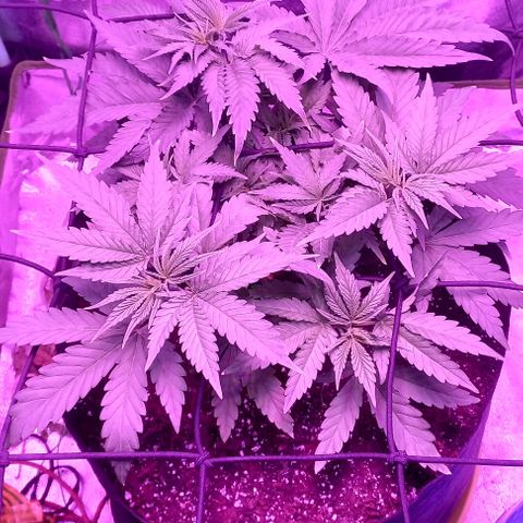 Green crack punch growlog timeline photo