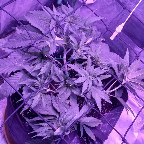 Green crack punch growlog timeline photo